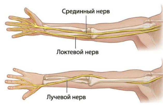 Нервы предплечья